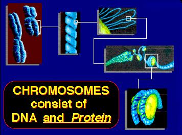 Chromosomes are