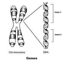 Genes are sections of a chromosome