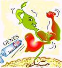 Genetic engineering manipulates the genetic code to obtain a desired product Genetic