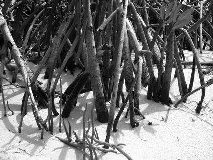 Mangroves Salinity Adaptation Highly impermeable roots Fine filters