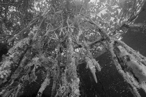 Mangrove Communities Root system creates habitat Underwater in sediments Mud