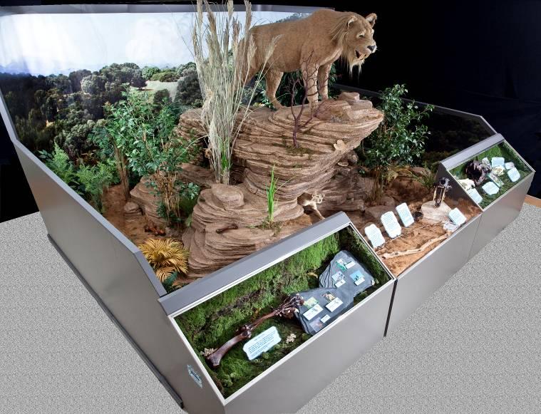 Description of Exhibit Components I Sabertooth Cat with Cubs Diorama 3 Display Cases Shown in a savannah-like setting, many miles from a glacier edge, is the lair of a Sabertooth cat.