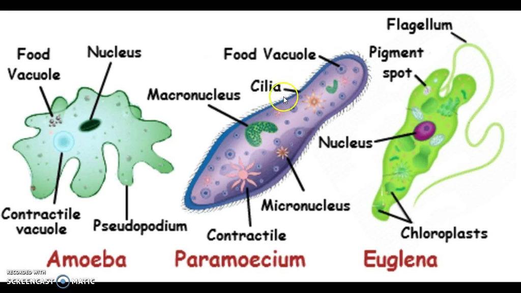 Organisms are Grouped by