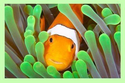 Mutualism Mutualism is the interaction between two living organisms that benefits both organisms Example: The clown fish (Nemo) lives