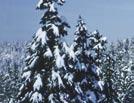 Coniferous leaves are also hard and less flexible, while deciduous leaves are soft and