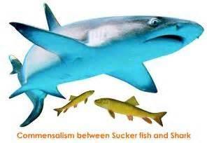 Shark and Remora: Commonly called a suckerfish, the remora is a