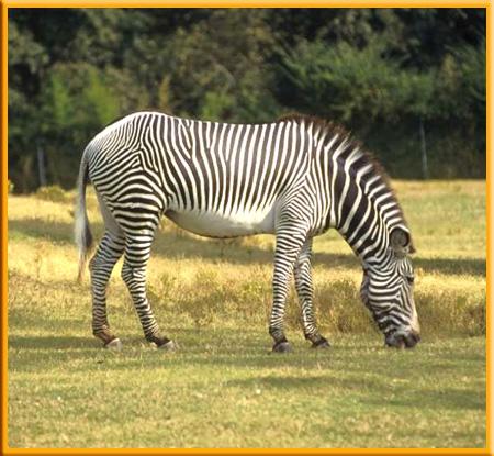 Herbivores Zebras