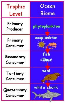 Food Chain A food chain is a simple model