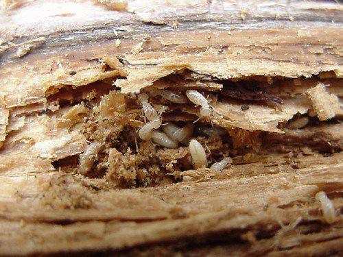 Termite and