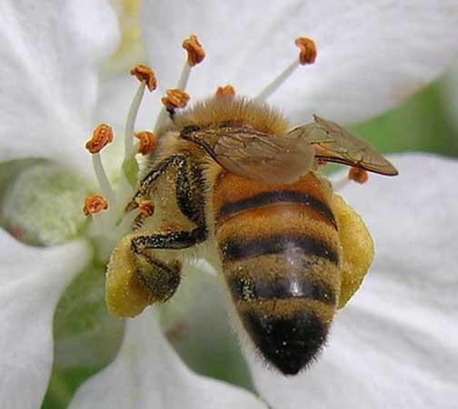 As the bees collect nectar, they collect pollen on their