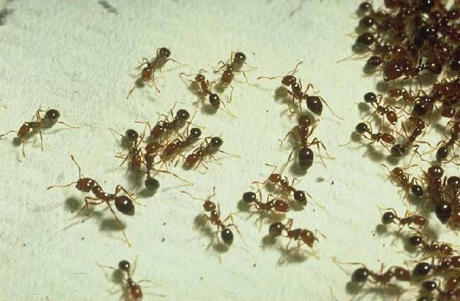 Ants and Honeybees Ants and honeybees live in social groups.