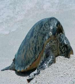 Adaptation A female sea turtle digs a
