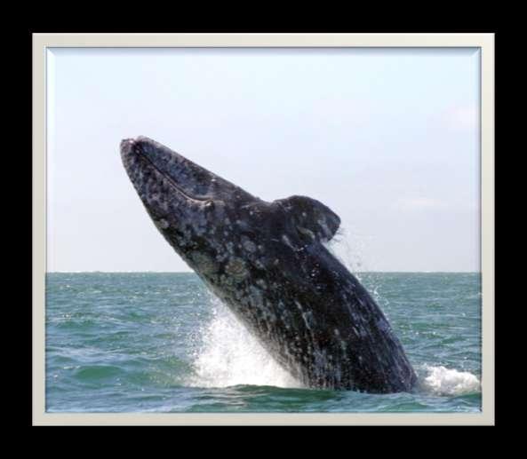 . Gray whales spend the summer in areas where