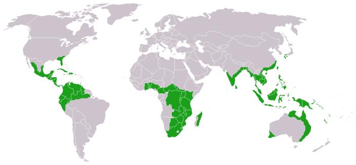 [ plant Fossils ] The widespread distribution of certain plant groups correlates rather nicely with theory of continental drift.