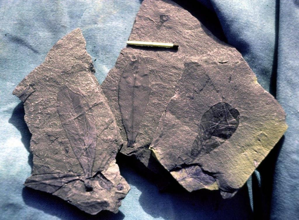 Fossil Evidence Glossopteris (a fern) Found In: