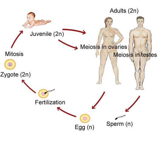 When does mitosis occur? What kinds of cells are produced?