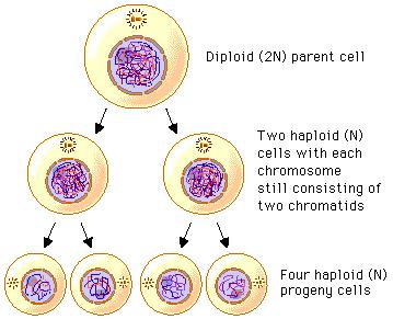 Meiosis Produce 4 daughter cells with different amount and different type of DNA These cells are Haploid (1n) gamete: