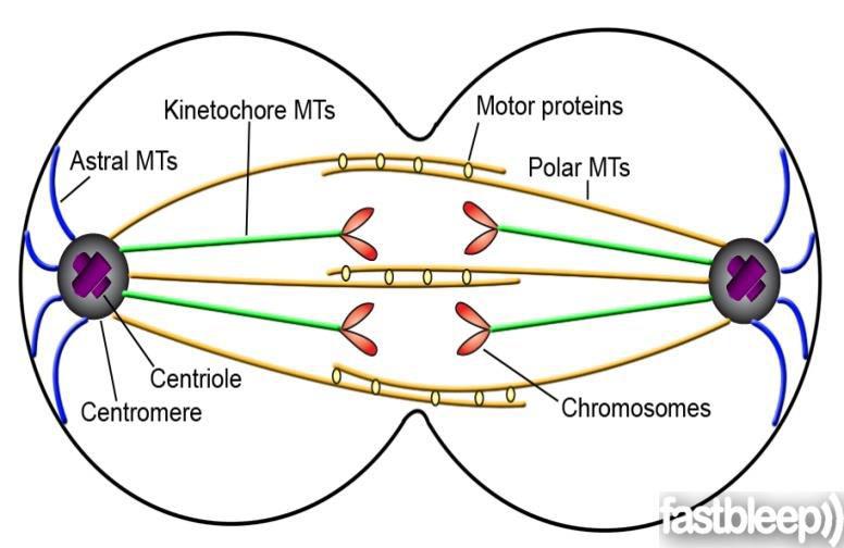 disappears Centrosomes move to opposite ends of the cell