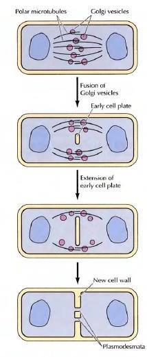 and plant cells