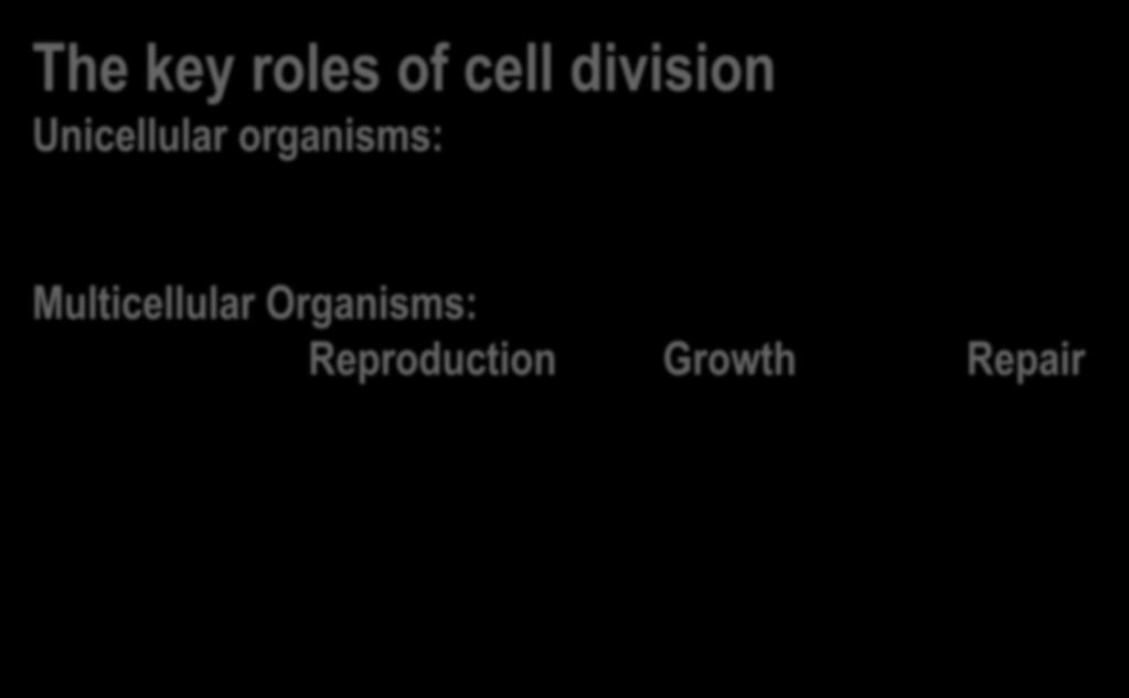 Cell Division The key
