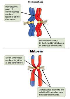 Phases of Meiosis I 2.