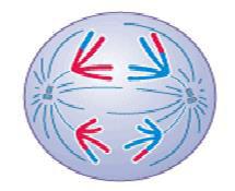 Phases of Meiosis I 4.