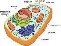 Cell Division in Eukaryotes