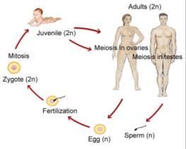 Y-chromosomemale Sex chromosomes D. Body cells are diploid; gametes are haploid 1. sexual reproduction involves fusion of two gametes a.