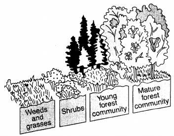 A) The mature forest will most likely be stable over a long period of time. B) If all the weeds and grasses are destroyed, the number of carnivores will increase.