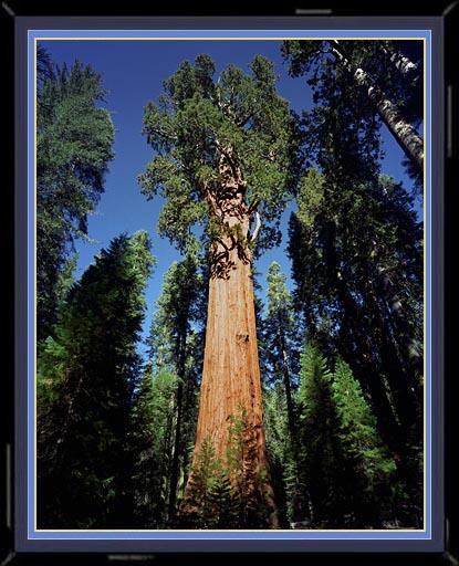 Giant Sequoia High intensity crown fire destroys forest No fire no seedlings, growth of