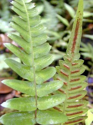 Non Seed-producing Vascular Spots on underside of fern fronds = sori: reproductive structures where haploid spores are produced.