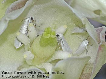 Many complex mechanisms for pollination have evolved.