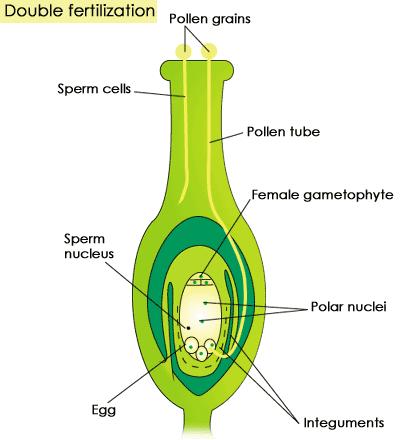 Ovule becomes the seed,, which is a protective coat around the embryo and endosperm Auxin,, a