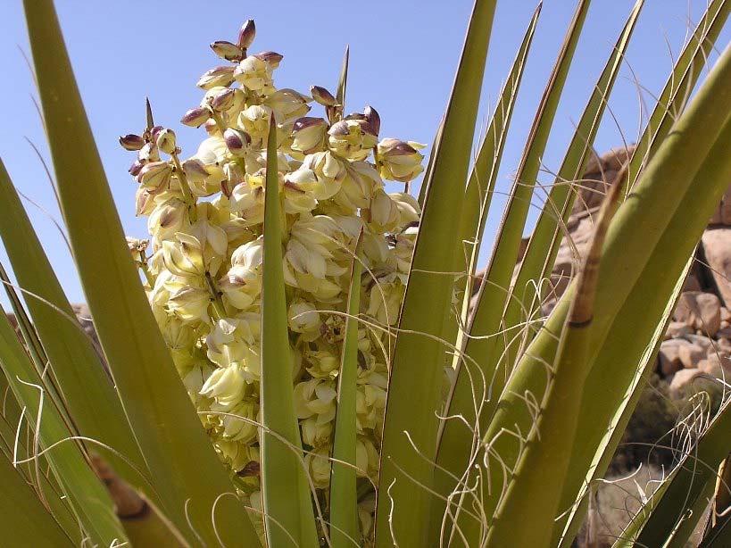 Yucca and