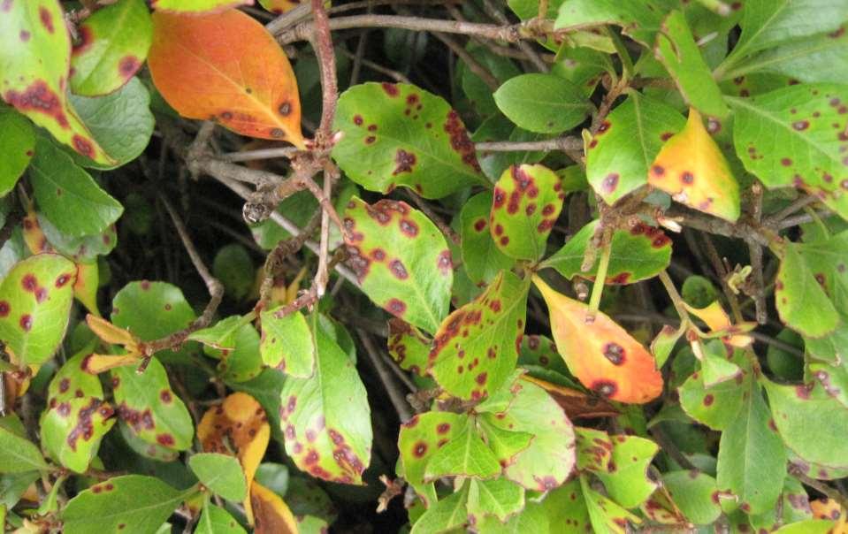 Entomosporium leaf spot of