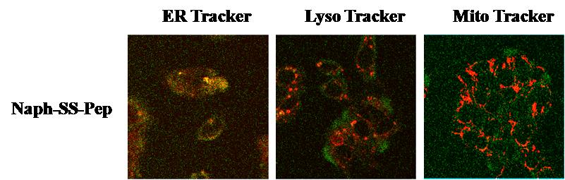 Colocalization of 9 with ER Tracker Red (0.1 μm), LysoTracker Red DD-22 (0.1 μm), or MitoTracker Red FM (0.