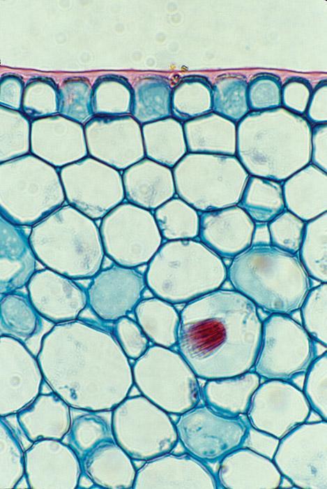 Parenchyma Cells The most common plant cell Stores starch, oils, and water Helps