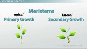 Growth tissue Meristematic Tissue Where cell division occurs (root tips) Turns into ground, dermal, or vascular Apical meristems- tips of
