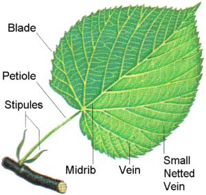 Basic Structure Blade- broad part of a leaf where most of the photosynthesis of a plant takes