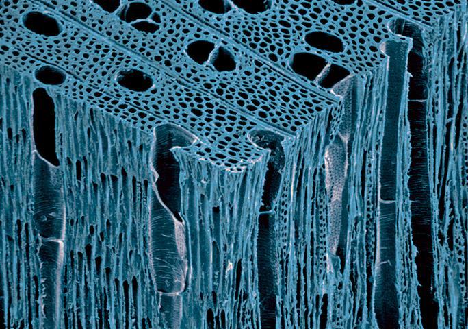 Water and dissolved minerals move through xylem. Xylem contains specialized cells.