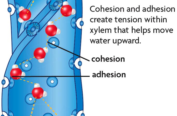 The cohesion-tension theory explains water movement. Plants passively transport water through the xylem.