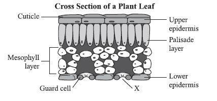 Practice Question The diagram below shows a cross section of a plant leaf. How does the structure marked X contribute to the survival of the plant? A.