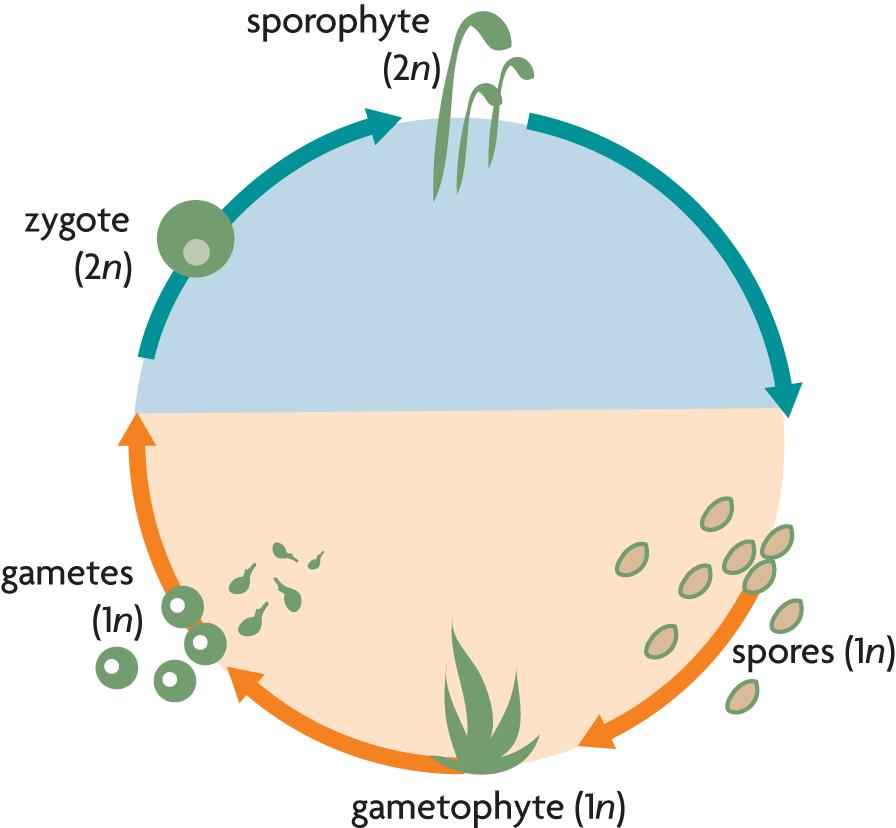 Plant life cycles alternate between producing spores and gametes. A two-phase life cycle is called alternation of generations.