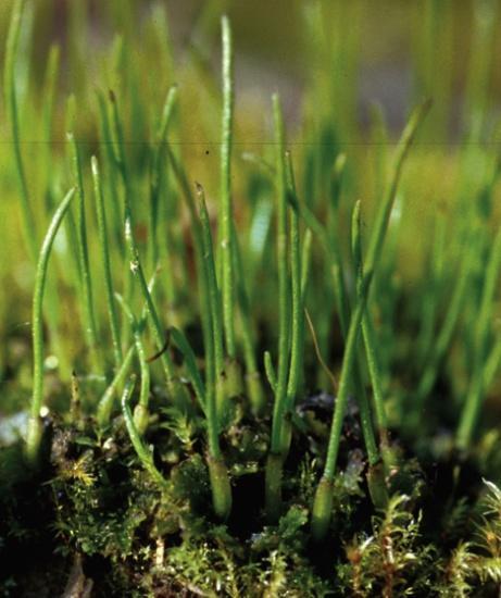 The spore-producing plant is the mature sporophyte.