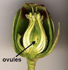 Ovule: The part of the ovary that