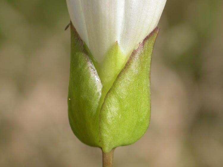Sepal: Green leaves that cover the outside of a flower bud to