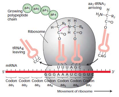 UNIT 5 Protein Synthesis IV. Transcription (8.4) A. RNA carries DNA s instruction 1.