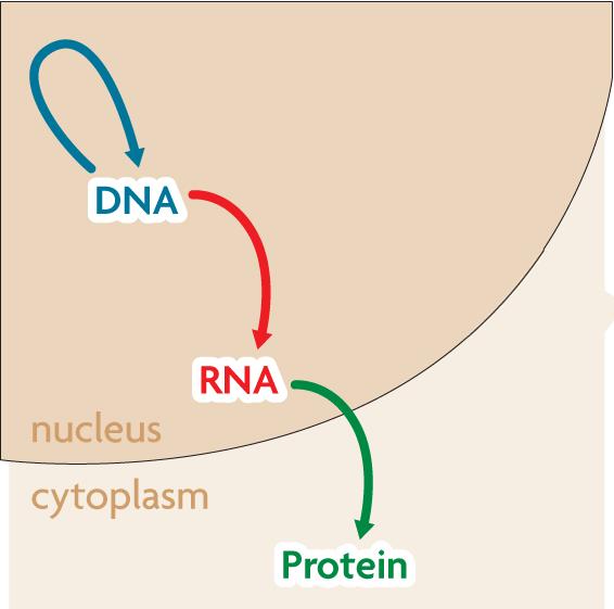 Transcription converts DNA message into intermediate molecule, called RNA c.