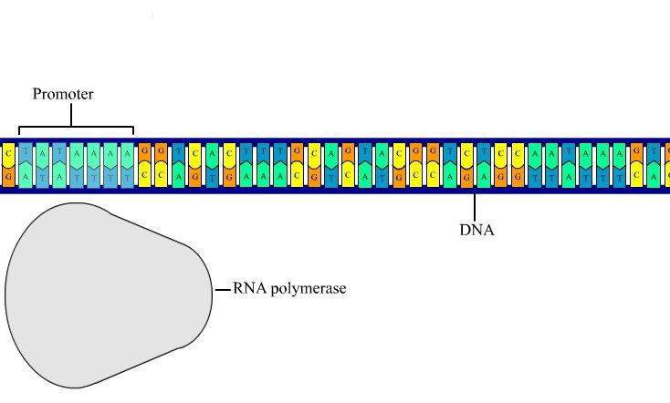 b. Using one strand of DNA, complementary strand of RNA is