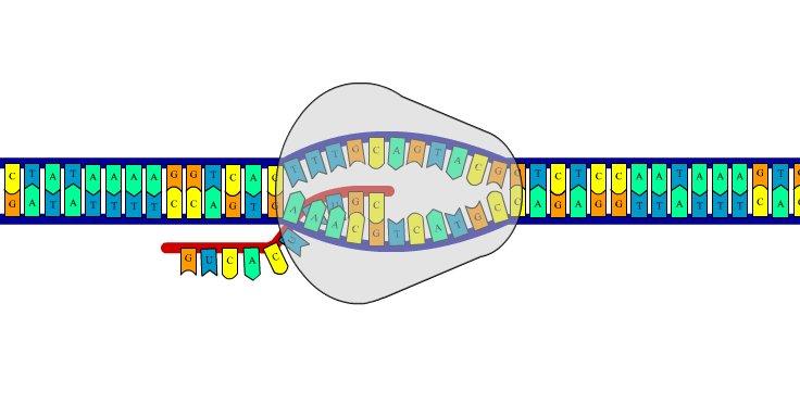 Transcription produces 3 kinds of RNA a.
